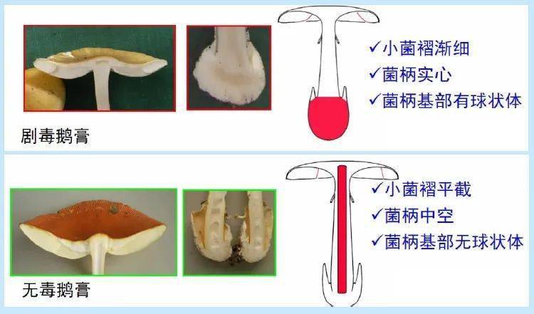 PVC材质与食用菌的检测方法