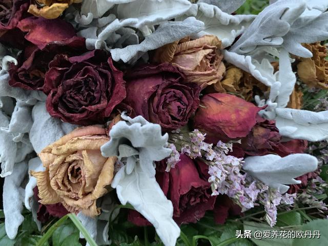 鲜花、花艺制品仿真花、干花与空调帽对身体有害吗?