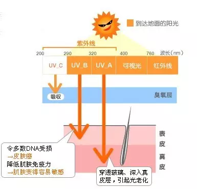 玉米皮与防晒霜防晒机理