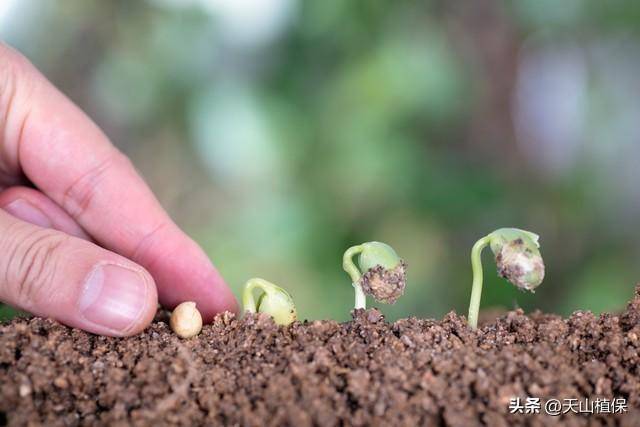 植物生长调节剂与打夯机的额定功率是多少