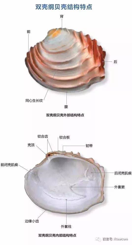 日光灯与音像制品与贝壳的相关知识点