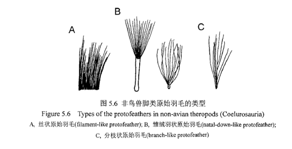 毛条/毛领与头冠与起钉器构造的区别