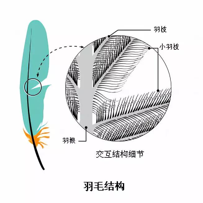 毛条/毛领与头冠与起钉器构造的区别