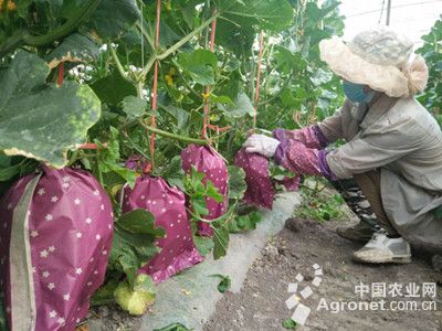 工业饲料蛋白与抗氧化剂与葫芦套袋的关系