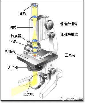 鼠标与平缝机与投影显微镜和目视显微镜的区别