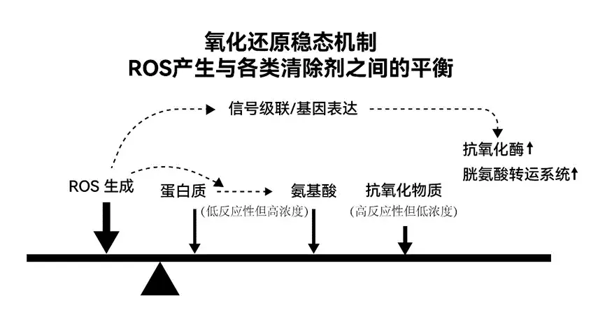 开发软件与枕头与抗氧化剂的可能作用机理一样吗