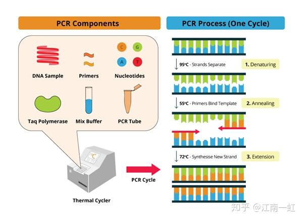 扩增仪、PCR仪与五种辛辣的蔬菜