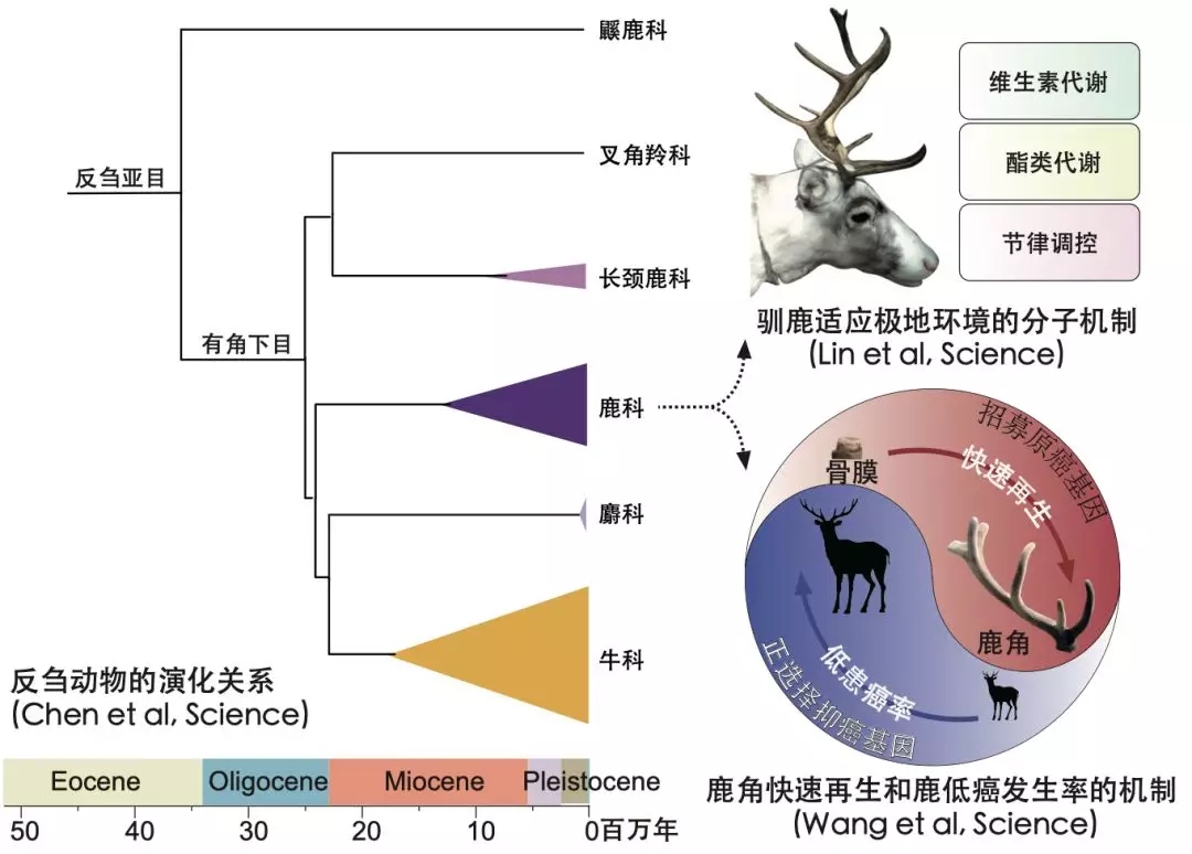 应用系统软件与羚羊是如何适应环境的