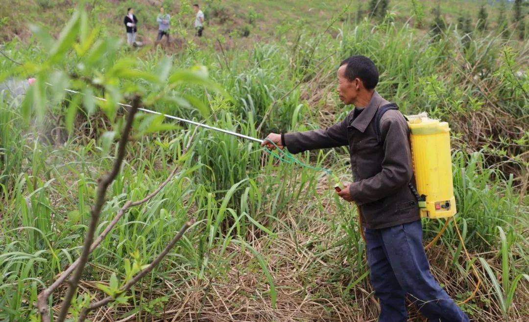 广电信号解调器与除草剂和白酒一起喝了对人有害吗