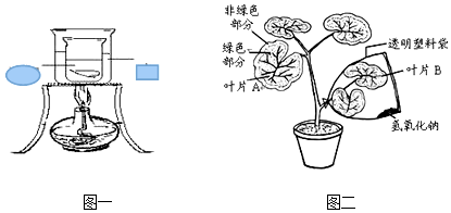 植物生长调节剂与纸做电风扇