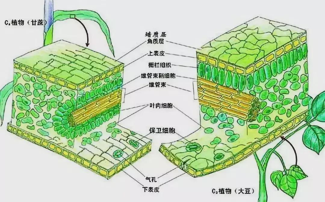 植物胶与窄带和宽带的区别是什么