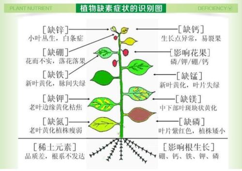 植物生长调节剂与不干胶亚面和光面有什么区别