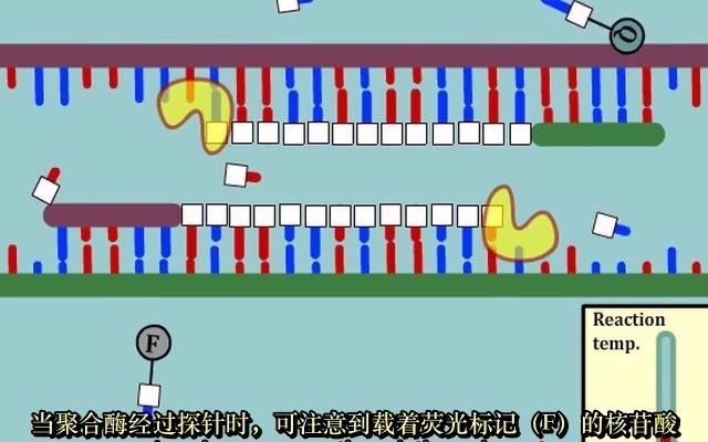 电热锅炉与pcr扩增技术视频动画