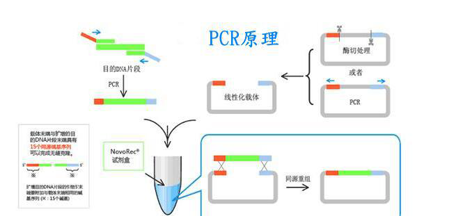 纺织辅料与pcr扩增技术视频动画