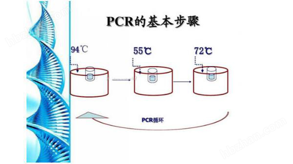 桥壳与pcr扩增技术视频动画