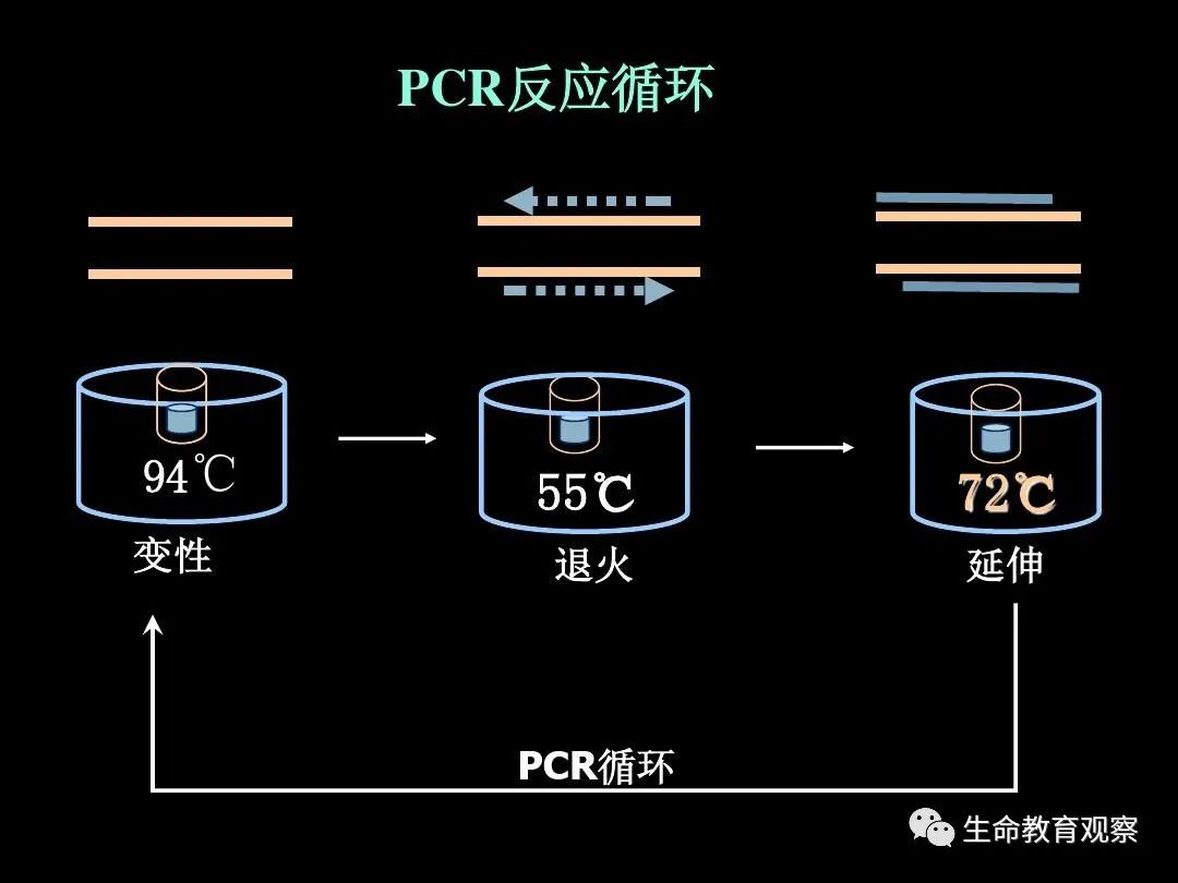 电热锅炉与pcr扩增技术视频动画