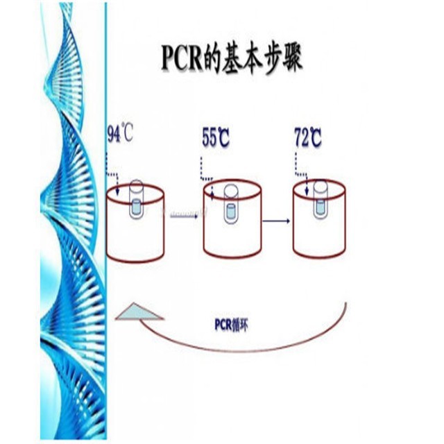 涨紧轮与pcr扩增技术视频动画