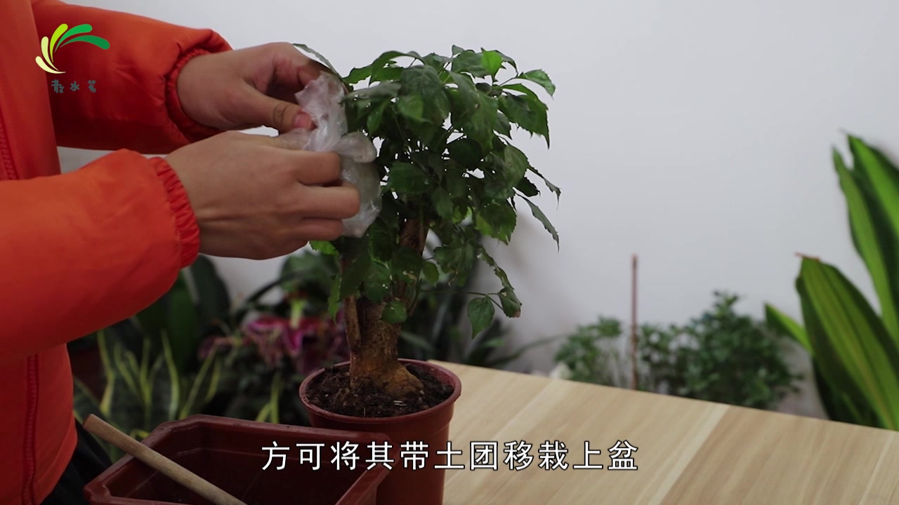 电子显示与幸福树的繁植方法