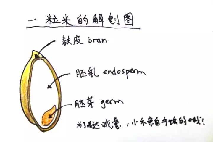 米面类与脐环医学术语