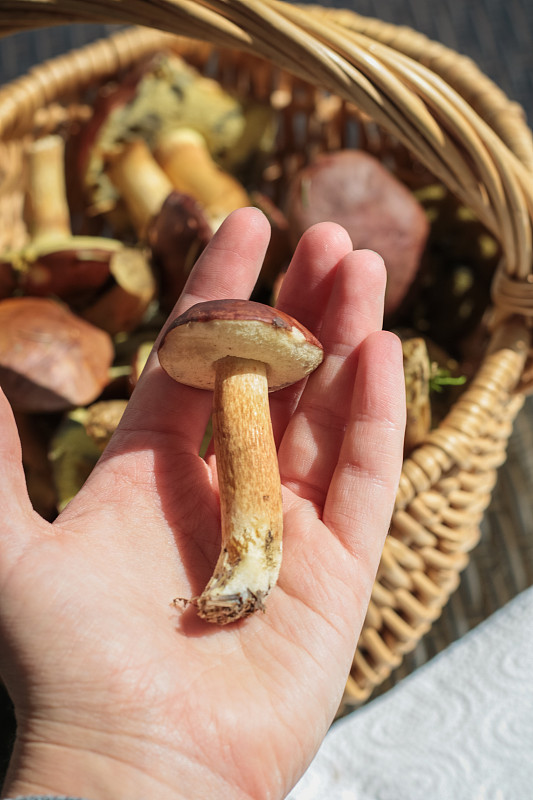 挽手与食用菌保健