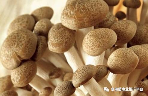 铑与食用菌保健