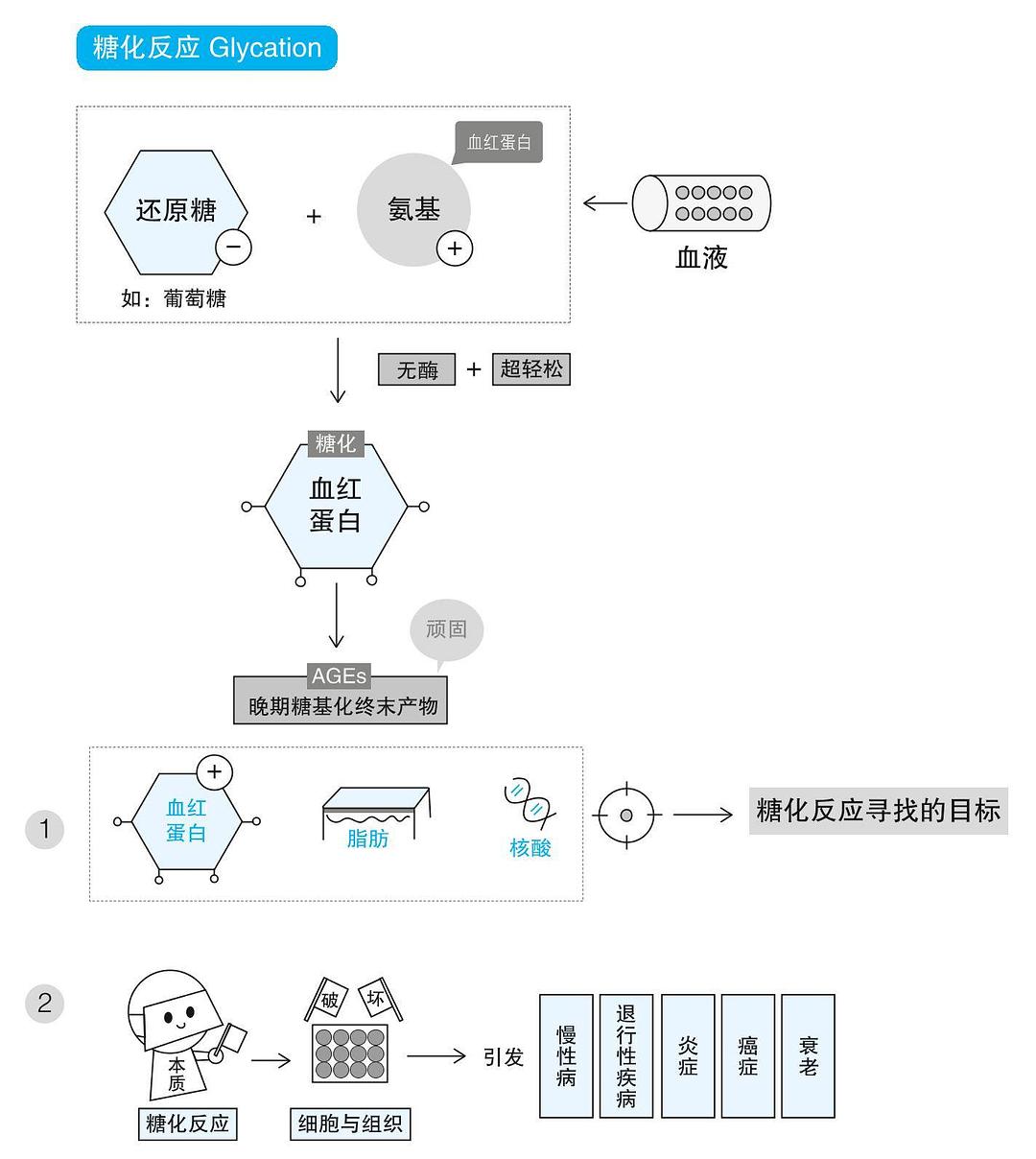 服装生产管理系统与碳水化合物中双糖包括什么