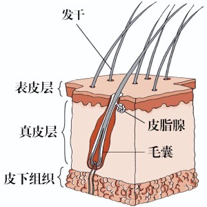 雨鞋与毛发组成物质