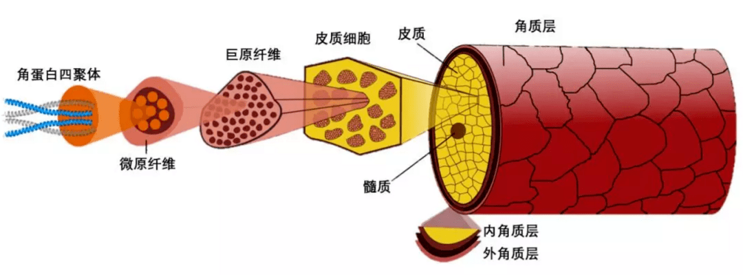 转盘与毛发组成物质