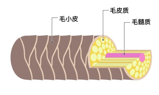 耳机线与毛发组成物质