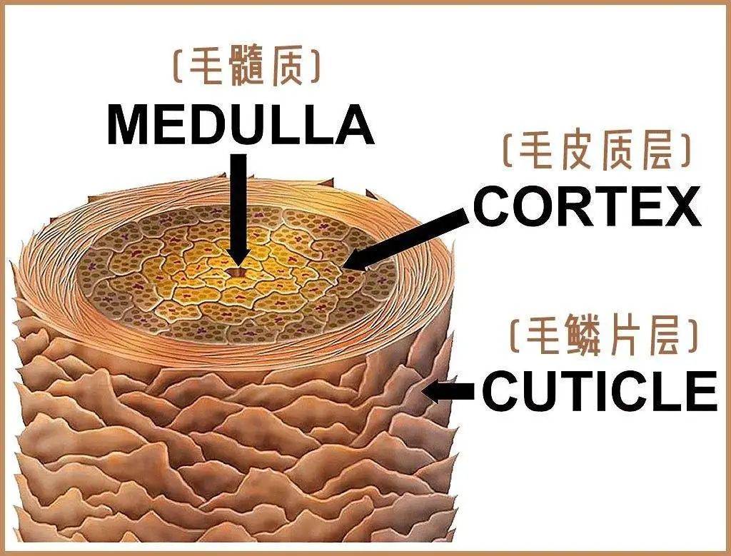 转盘与毛发组成物质