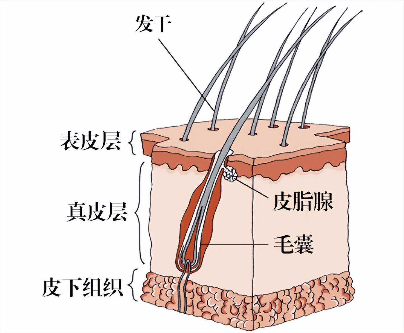 保护元件与毛发组成物质