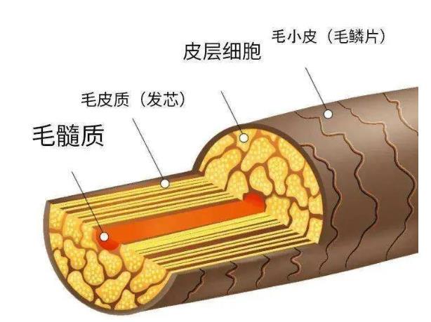 皮卡与毛发组成物质