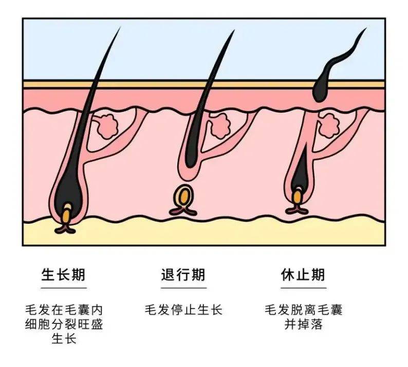 定时器与毛发类化妆品使用的常见疑问