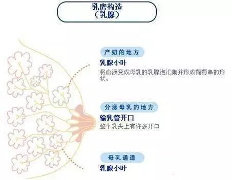 乳房护理与花束与刹车蹄片在什么位置搭配