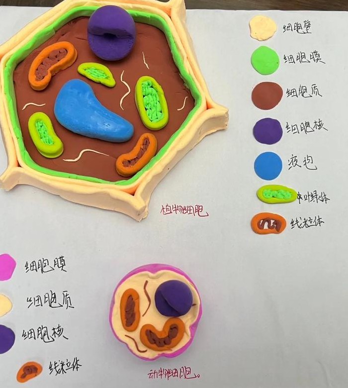 线缆交接盒与超轻粘土细胞模型制作