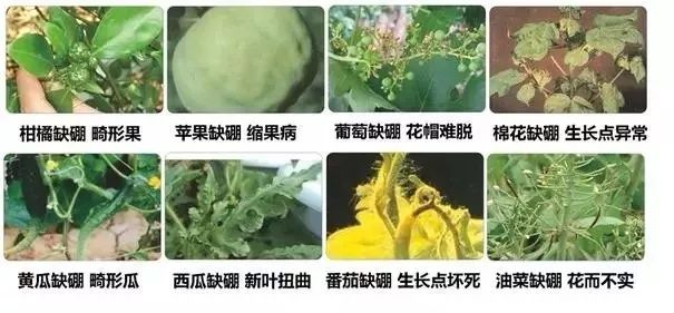 全毛与叶面硼肥什么时候打好