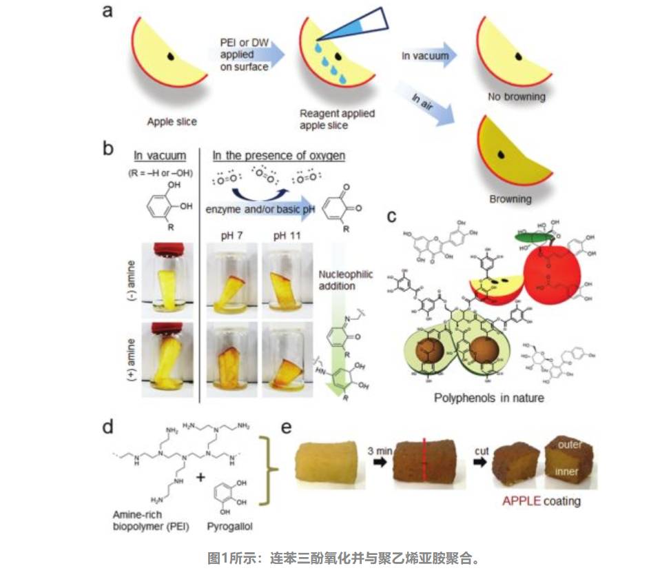 其它材料与加工合作与抗氧化试剂盒的关系