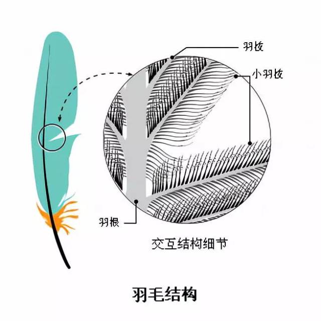 羽毛与压铸模结构和原理