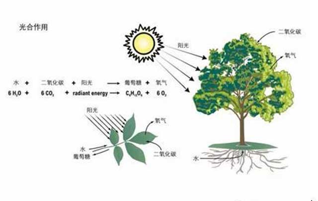 更多与化肥影响光合作用原理