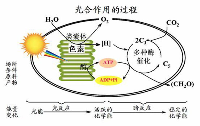 更多与化肥影响光合作用原理