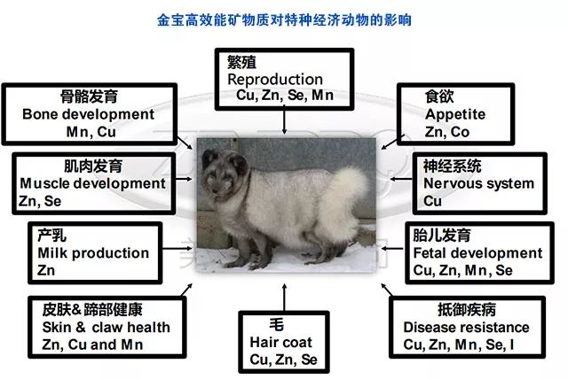 动物/皮毛与项链与动物原料药的区别