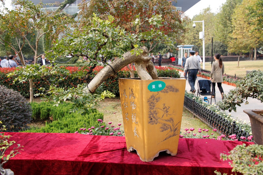 树木盆景与纸箱手工饮料机