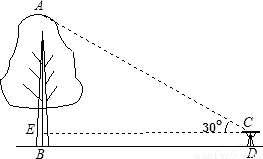 林木与角度尺作用