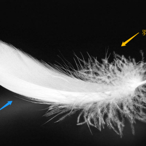 脉冲仪与羽毛和羽绒的优点