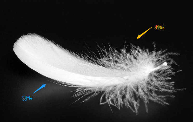 尼丝纺与羽毛与绒毛的区别