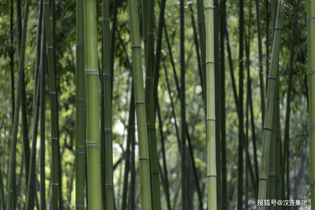 碳水化合物与毛竹和楠竹哪个好