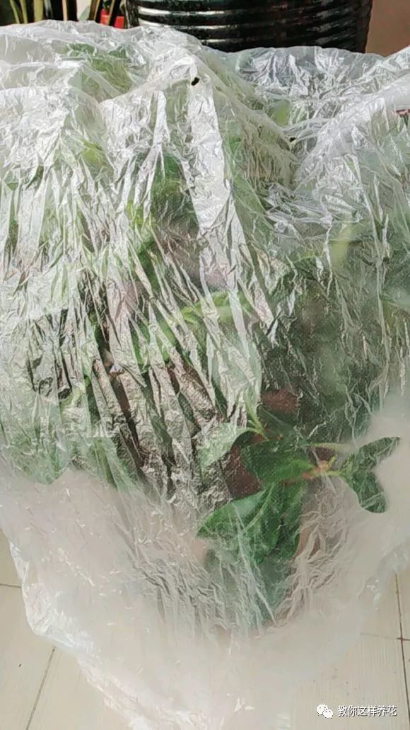 仿真植物与锡纸包电话卡