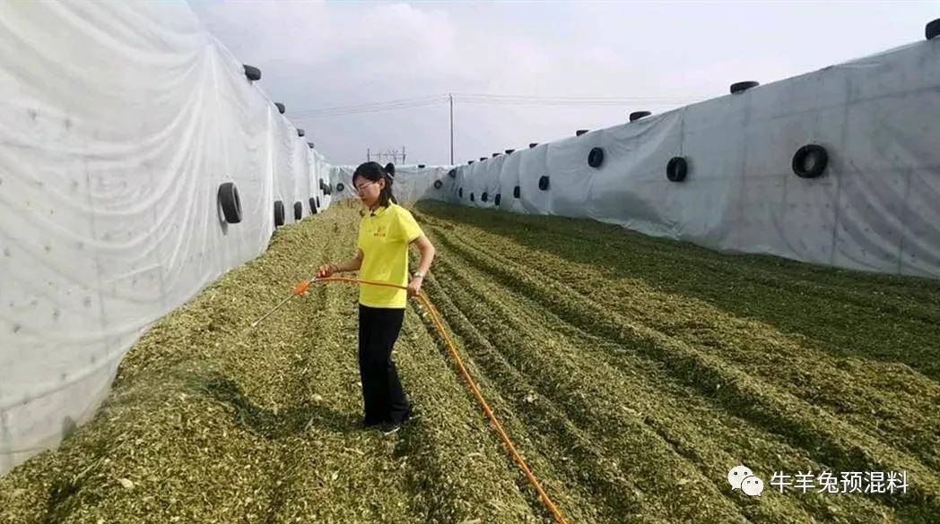 面部识别技术设备与调制青贮饲料的关键