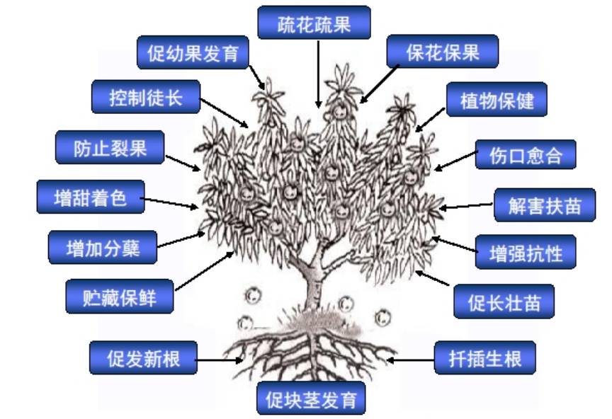 枕头与植物生长调节剂原理