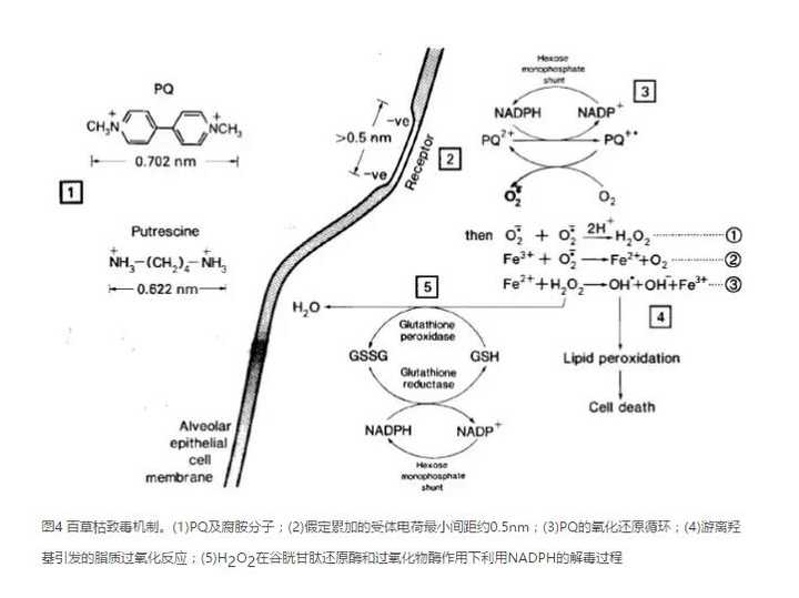 烯烃及衍生物与水晶摆饰与阐述除草剂除草的机理是什么